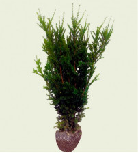 Taxus Media Hillii met kluit 50/60