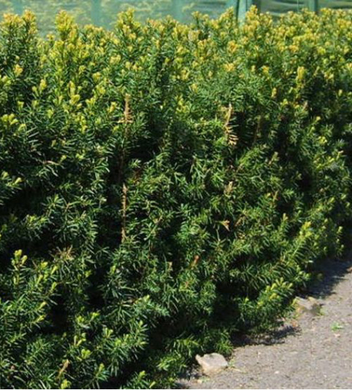Haag taxus "Media Hillii" Haag taxus "Media Hillii"